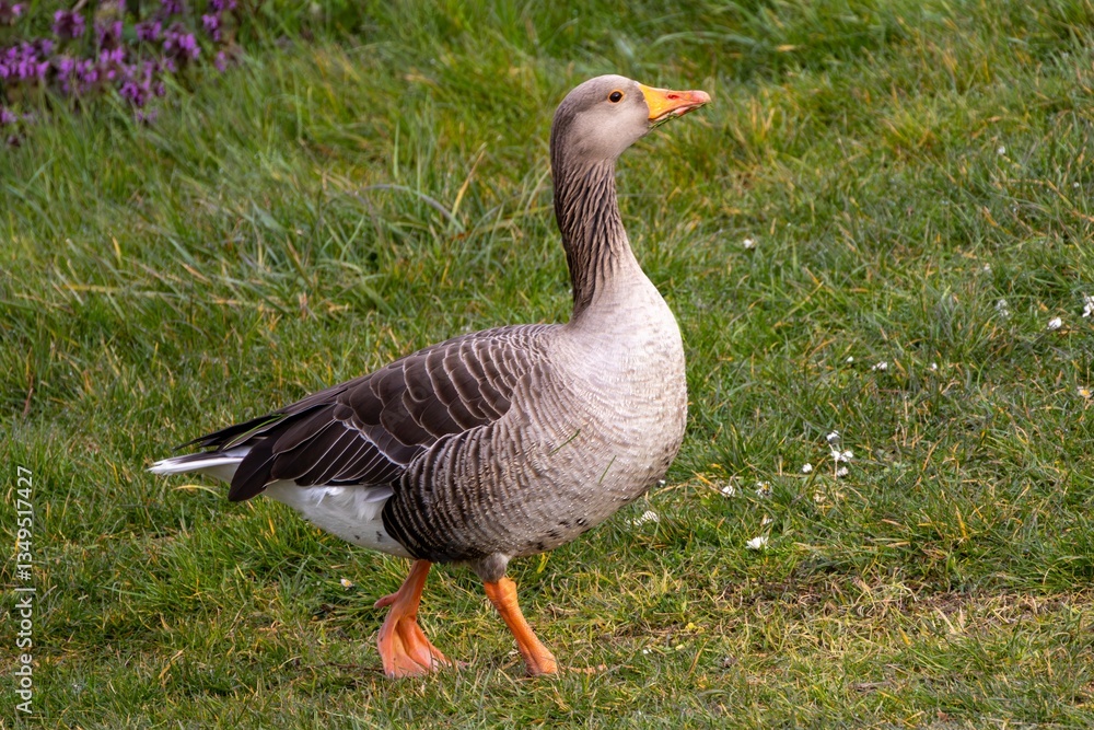 Greylag Goose Strolling on Grass Greylag Goose Strolling on Grass
