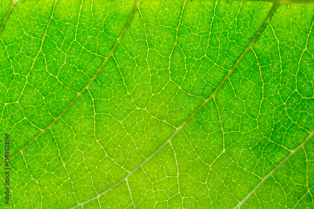 Macro leaf texture,Leaf Close Up Picture. Plant leaf macro. Plant leaf texture macro Close-up. Macro leaf texture,Leaf Close Up Picture. Plant leaf macro. Plant leaf texture macro Close-up.