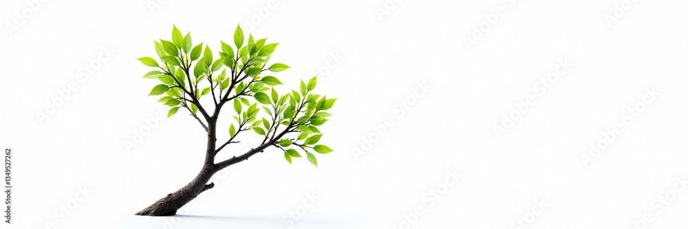 Fototapeta premium Single isolated tree branch on white background, tree branch, nature, solitude