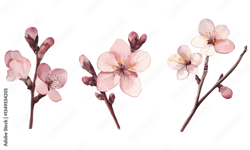 pink cherry blossom flower branch set. Flat Vector watercolor illustration isolated on white background pink cherry blossom flower branch set. Flat Vector watercolor illustration isolated on white background