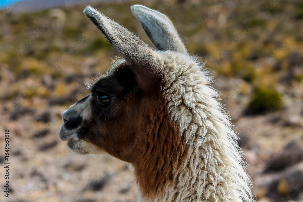 Fototapeta premium Llama and alpaca herds in the Andes mountain pasture in South America. Domestic animals in Peru. Fluffy furry llamas and alpacas in the wild nature on the green grass and desert soil on high altitude