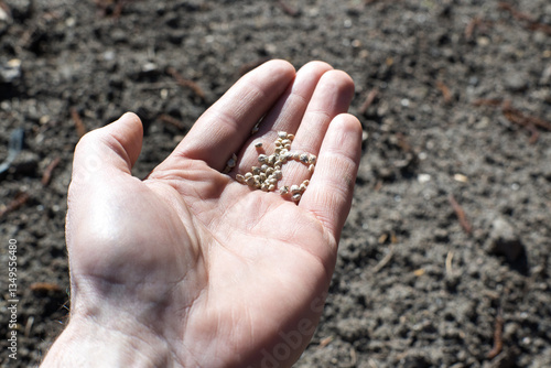 Sow the seeds into the ground in spring.
