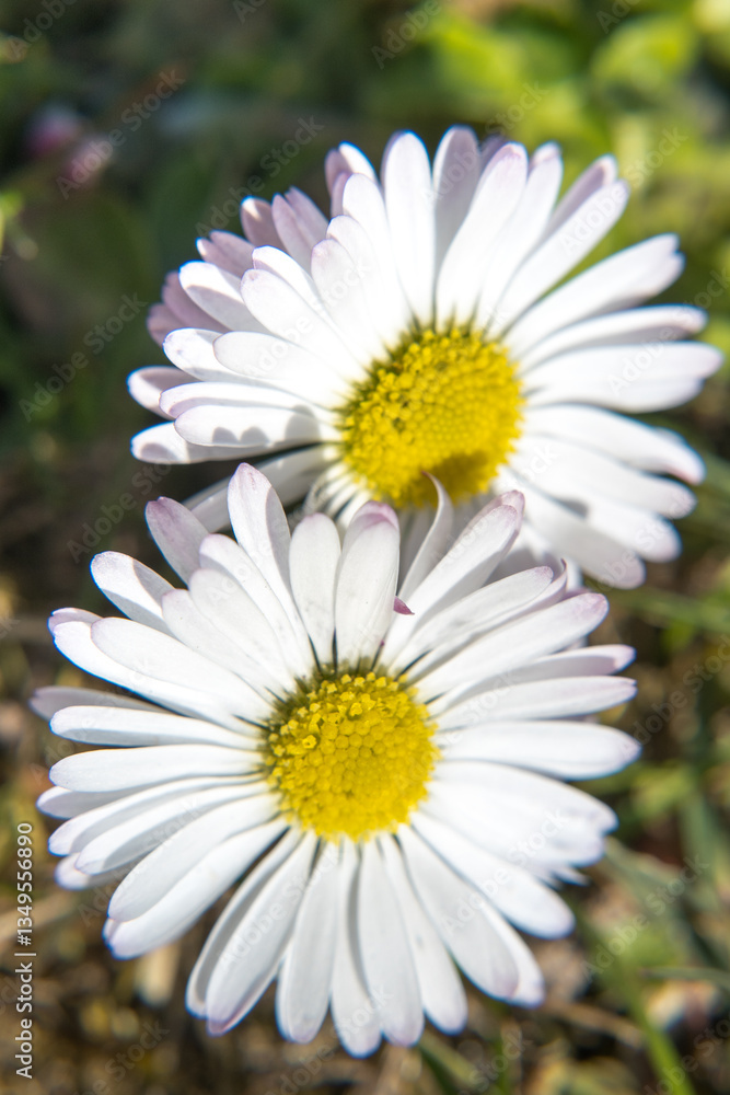 Fototapeta premium Daisy flowers, spring early blooming 