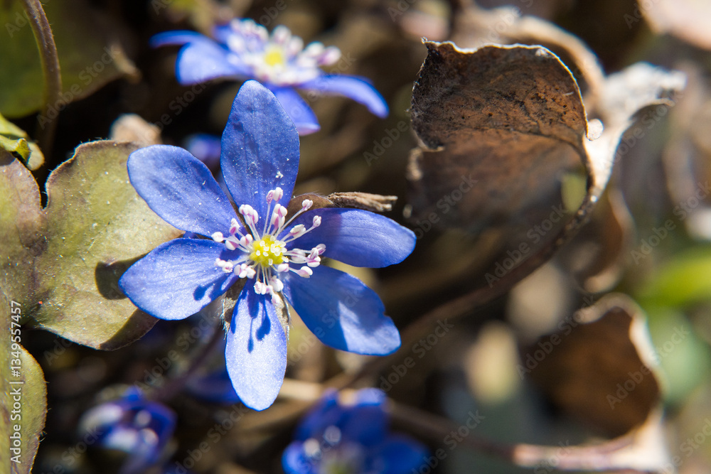 Blue spring flower hepatica, garden.