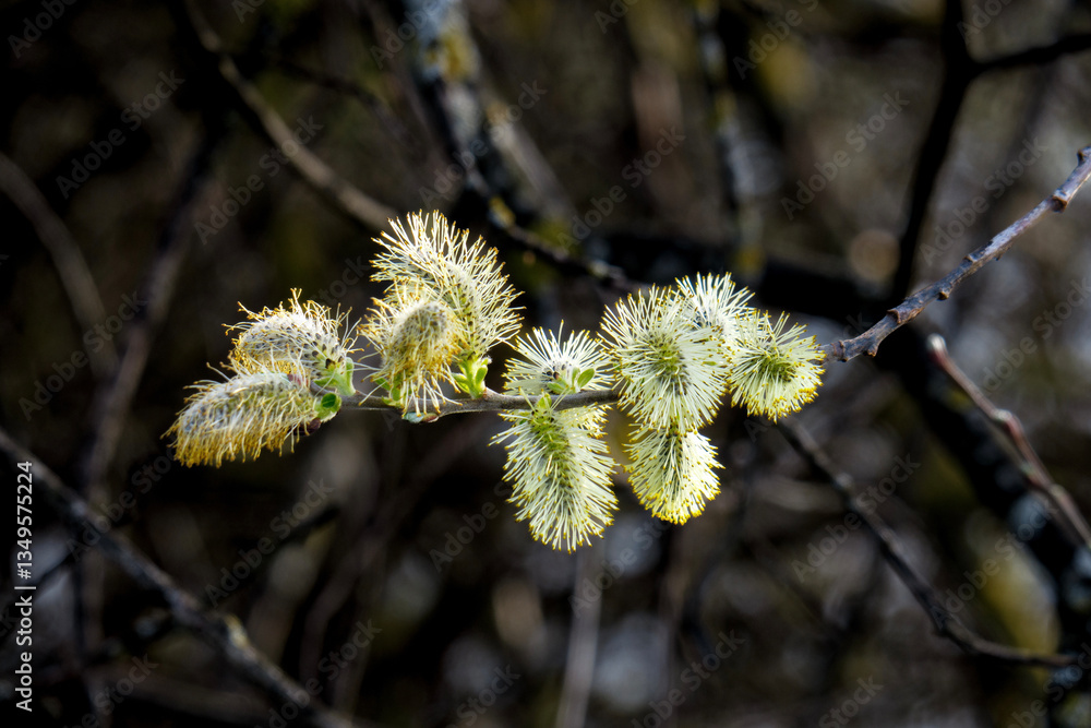 Obraz premium bourgeons d'un arbre 
