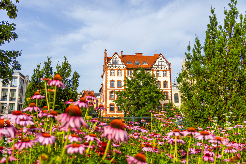 Beautiful Garden of Pink Flowers and Townhouses of Opole Venice, Poland
