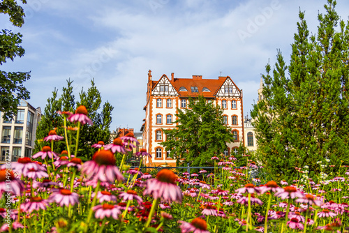 Obraz na płótnie Beautiful Garden of Pink Flowers and Townhouses of Opole Venice, Poland w salonie