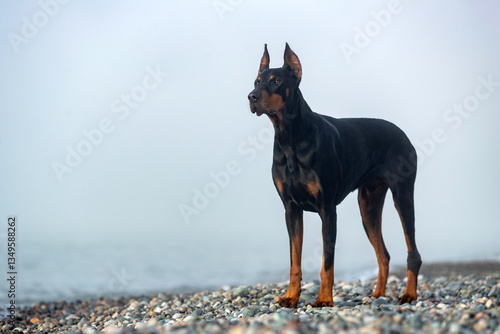 Schilderij op canvas Portrait of a doberman pinscher dog outdoors.