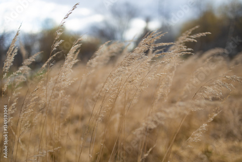 A close-up shot of dry grass swaying in the breeze, with blurred background of the meadow. The warm tones of the grass create a serene and natural outdoor atmosphere.