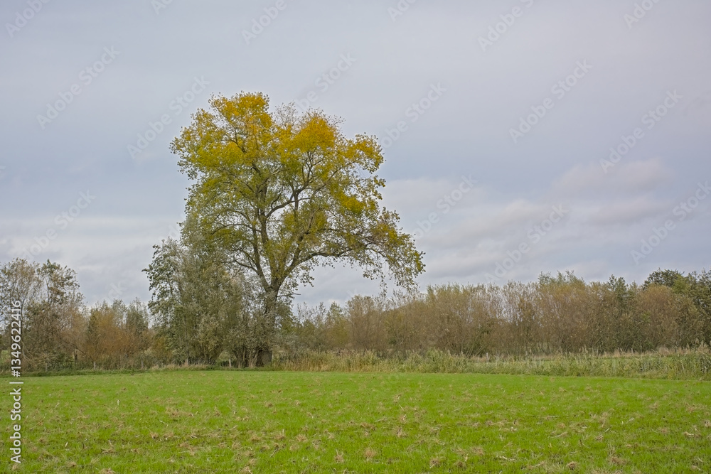 Obraz premium Meadow and colorful willow and poplar trees in Oude Kalevallei nature reserve, Vinderhoute, Flanders, Belgium 