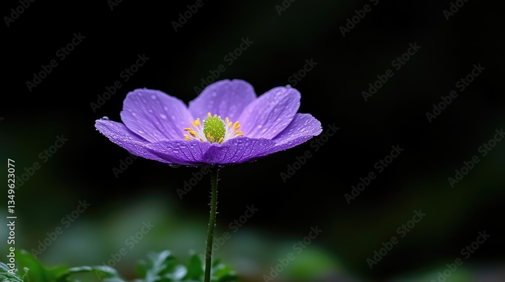 Fototapeta premium Delicate purple flower with water droplets