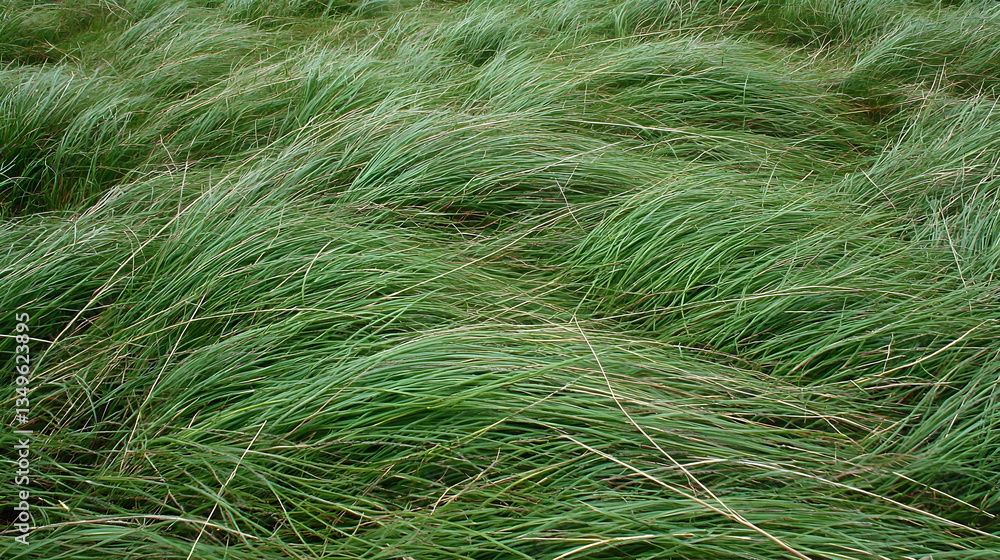 Windswept grass field, nature background, summer, outdoor scene, perfect for website design Windswept grass field, nature background, summer, outdoor scene, perfect for website design