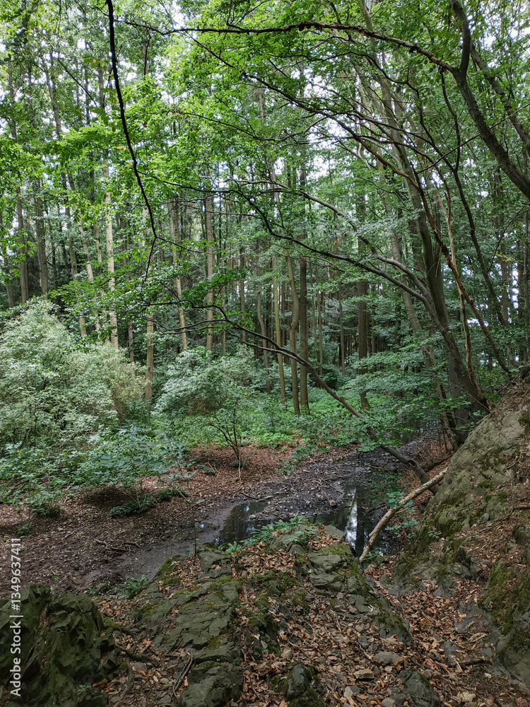 Obraz premium Small stream flowing through lush forest near castle mnisek pod brdy