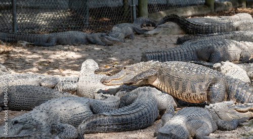 Crocodiles basking under the sun at a wildlife park during the afternoon in a natural habitat setting