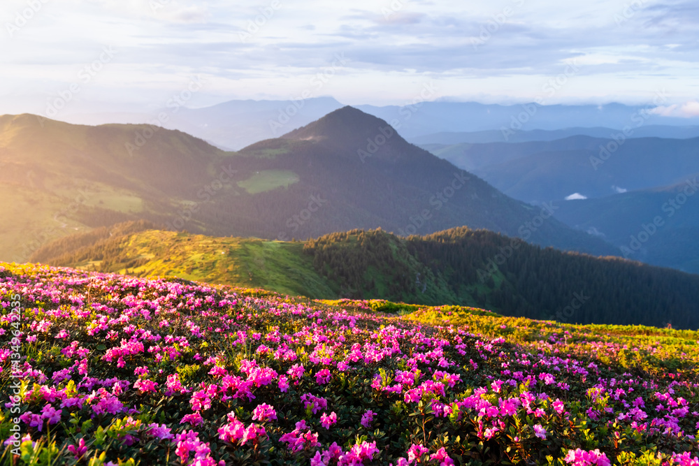 Fototapeta premium Golden sunrise over the mountains, casting warm light on pink rhododendrons covering the lush green slopes, with misty peaks in the distance. Landscape photography