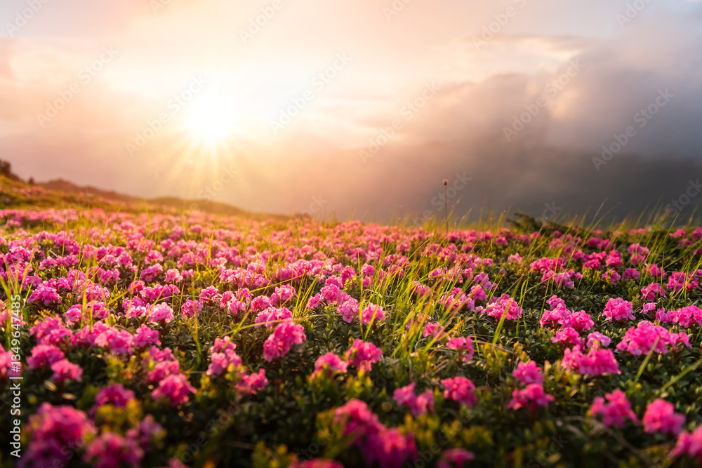 Blooming rhododendrons blanketing a mountain slope, bathed in soft golden morning light and mist. Breathtaking spring scenery. Carpathian mountains. Landscape photography Blooming rhododendrons blanketing a mountain slope, bathed in soft golden morning light and mist. Breathtaking spring scenery. Carpathian mountains. Landscape photography