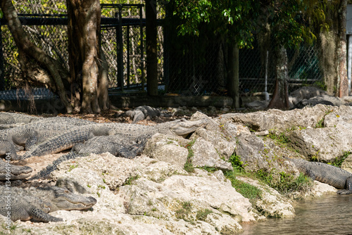 Alligators basking on rocks near water in a wildlife sanctuary during midday