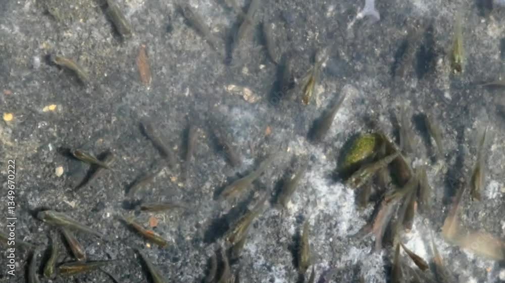 Small transparent Gambusia affinis fish swims under the receding river water.