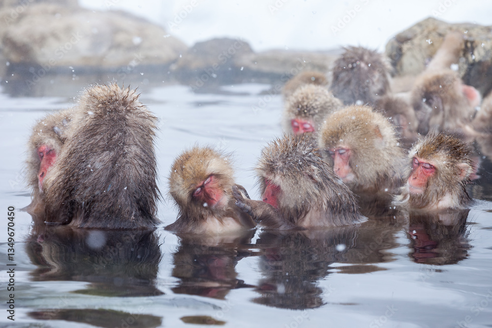 Group of snow monkeys taking a bath in a hot spring, Nagano, Japan