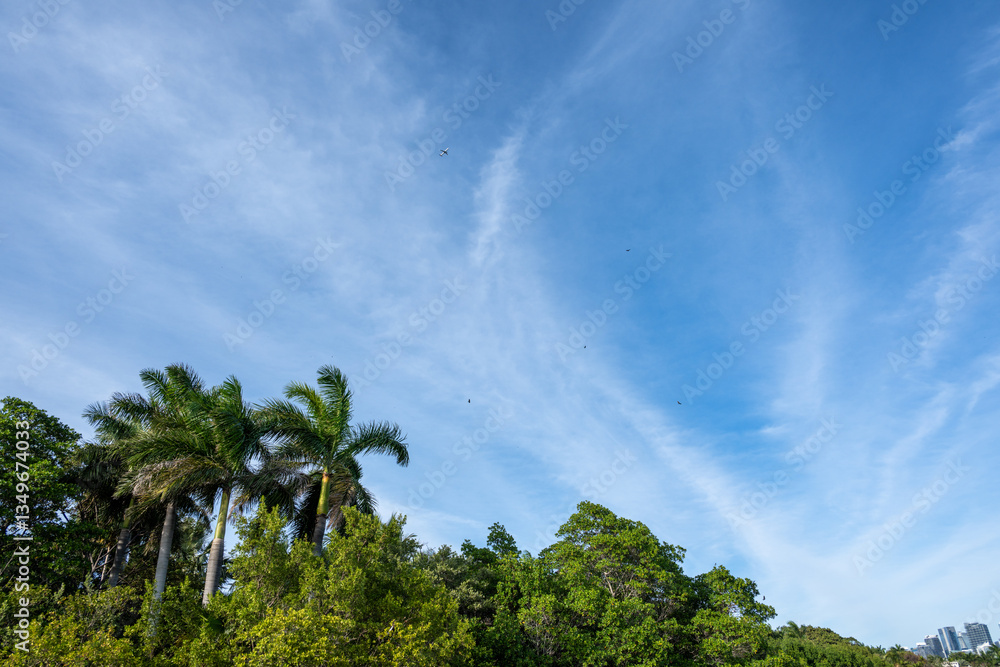 Obraz premium Vibrant green palm trees stand under a clear blue sky filled with wispy clouds during midday in a tropical landscape