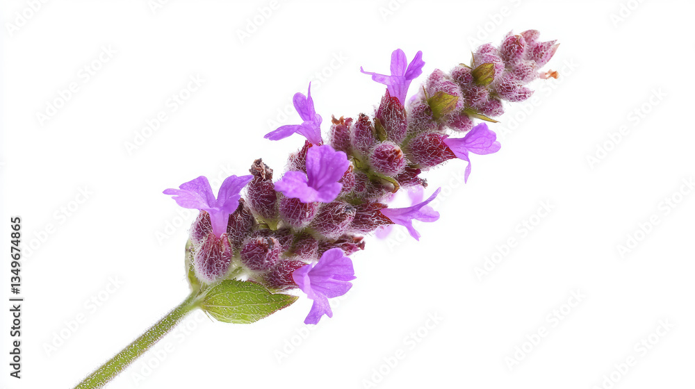 Obraz premium Purple flowering plant with delicate petals and green leaves, showcasing nature beauty and vibrant colors