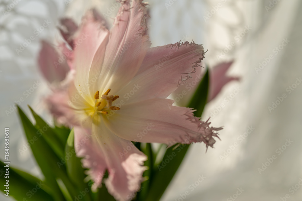 Obraz premium pink fully opened tulip dallas close up