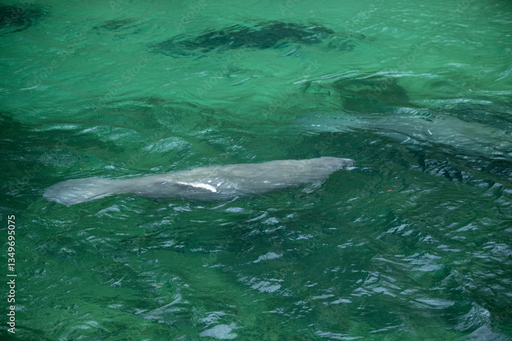 Obraz premium Manatee gracefully swims in clear aquamarine waters of a coastal habitat during a sunny day in Florida, showcasing its gentle nature and serene environment
