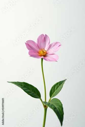A small, delicate flower blooms on a crisp white background, foliage, nature