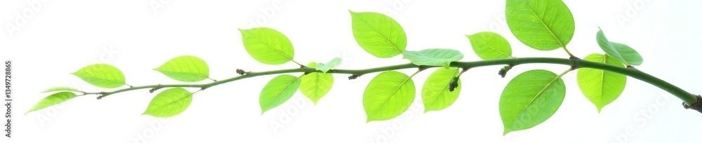 Fototapeta premium Branch with leaves isolated on white background, shape, green