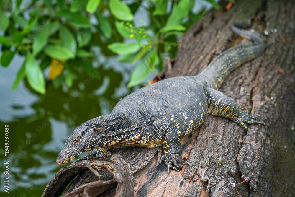 Fototapeta premium Asian water monitor (Varanus Salvator) in Kandy, Sri Lanka, Asia. The Asian water monitor is native to South and Southeast Asia, being the second-largest lizard species, after the Komodo Dragon. 