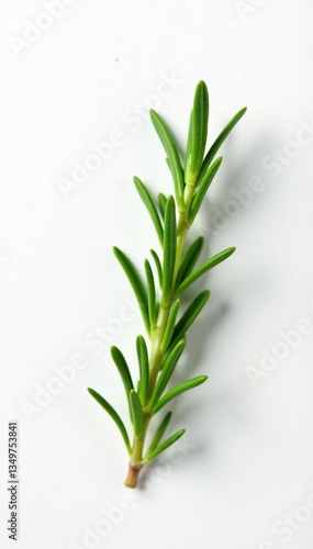 Wallpaper Mural A single sprig of rosemary isolated against a clean white surface, rosemary, greenery, garden Torontodigital.ca