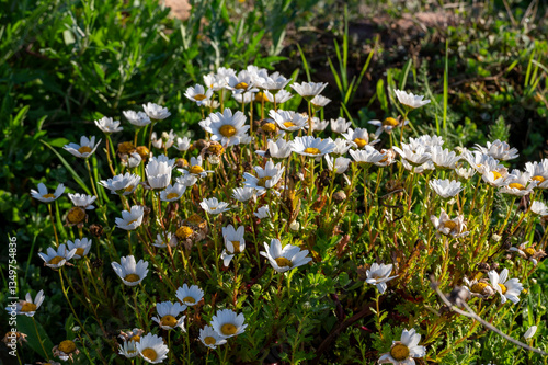 Wild daisies bloom under the sun in a lush green meadow during springtime