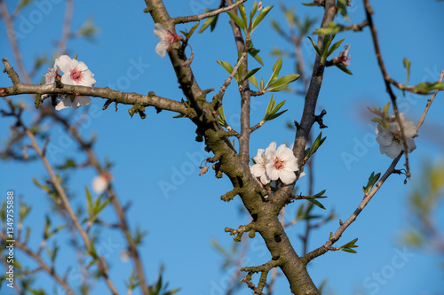 Blossoming almond tree branches against clear blue sky during spring season in a rural area