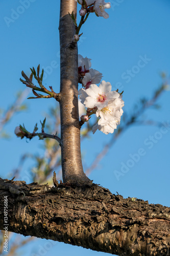 Blossoming branch atop an almond tree trunk in daylight showcasing vibrant flowers and clear skies