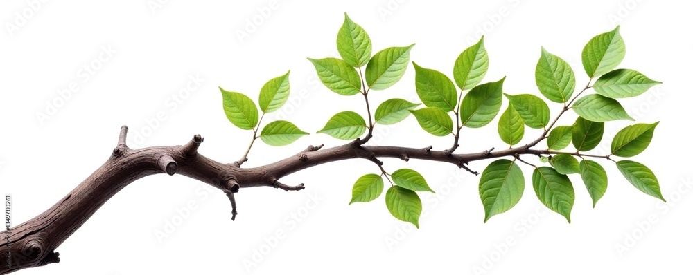 Thick gnarled branch with leaves isolated on white background, wooden, nature, foliage Thick gnarled branch with leaves isolated on white background, wooden, nature, foliage