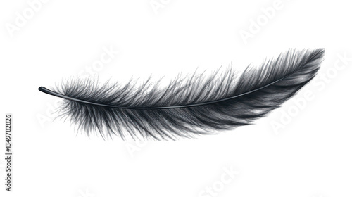 Fototapeta Naklejka Na Ścianę i Meble -  A detailed feather with realistic barbs and a slight curve on a transparent background 