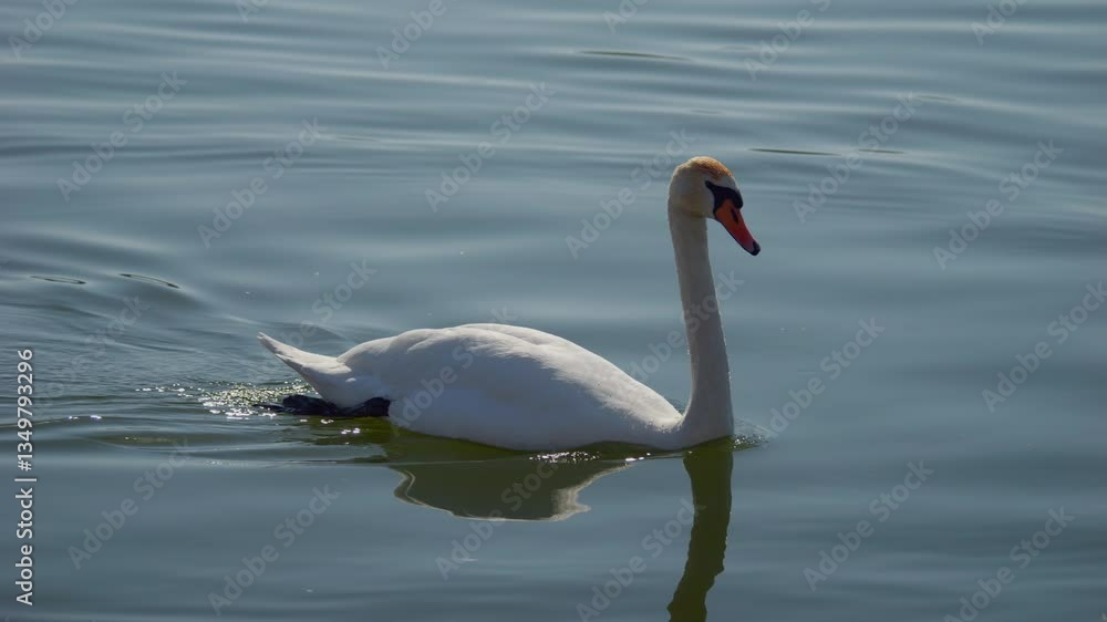 A Graceful Swan Swimming Smoothly in the Peaceful Waters of the Lake, Serene and Reflective A Graceful Swan Swimming Smoothly in the Peaceful Waters of the Lake, Serene and Reflective