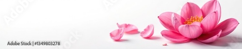 delicate flower petals unfolding on a pure white background, blooms, floral, blossoms