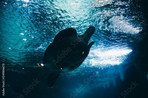 Sea Turtle Swimming Gracefully in Aquarium at Le Croisic Oceanarium