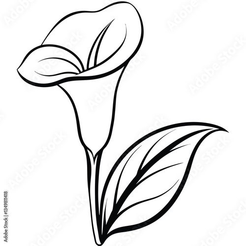 Calla lily flower with leaf isolated on white background