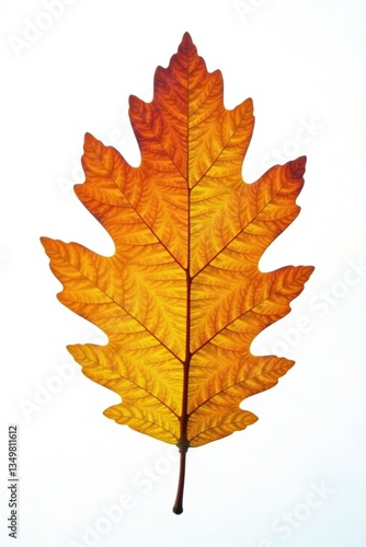 Wallpaper Mural Single oak leaf against a bright white background, tree, oak Torontodigital.ca