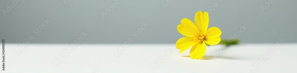 Naklejka premium A small yellow flower blooming in isolation on a white surface, nature, solo bloom