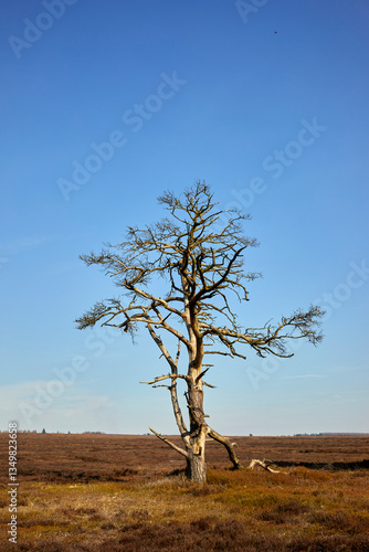 Fototapeta Single dead tree still standing on moorland at Newgate bank, North Yorkshire, UK