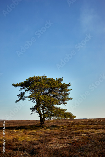 Obraz na plátně A single live tree still standing on moorland at Newgate Bank, North Yorkshire, UK