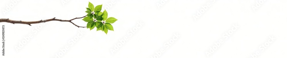 Fototapeta premium A single tree branch against a white backdrop, isolated, natural, white