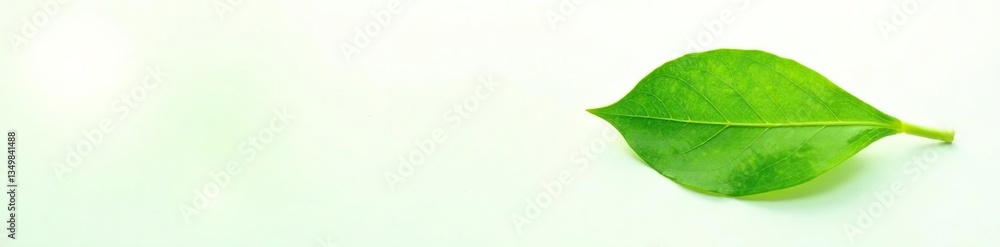 Obraz premium Delicate green leaf isolated on white background, plant, flora
