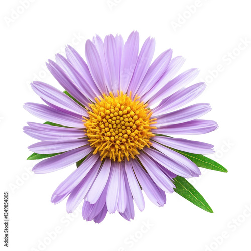 A vibrant purple flower with green leaves set against a soft gray background.