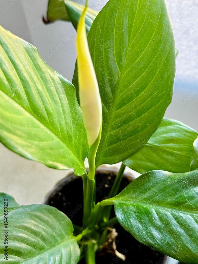 Obraz premium Spathiphyllum flowers - beautiful houseplant