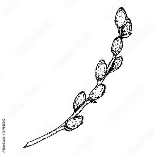 Hand-drawn ink illustration of a willow branch with soft catkins. Ideal for Easter, spring decorations, greeting cards, invitations, botanical projects, nature-inspired prints, organic branding