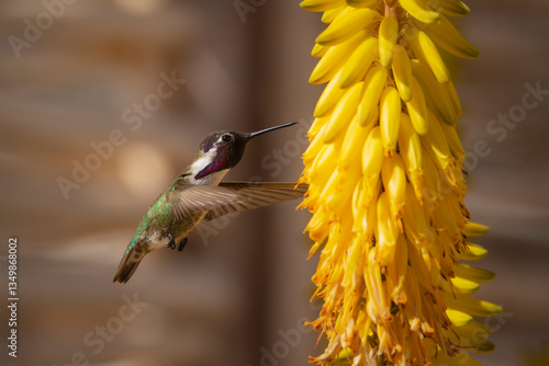 Colibri Baja California